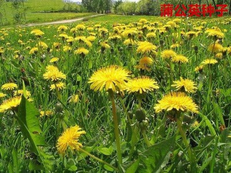 蒲公英种子发芽率98％