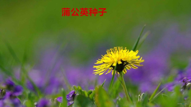 蒲公英种子发芽率98％