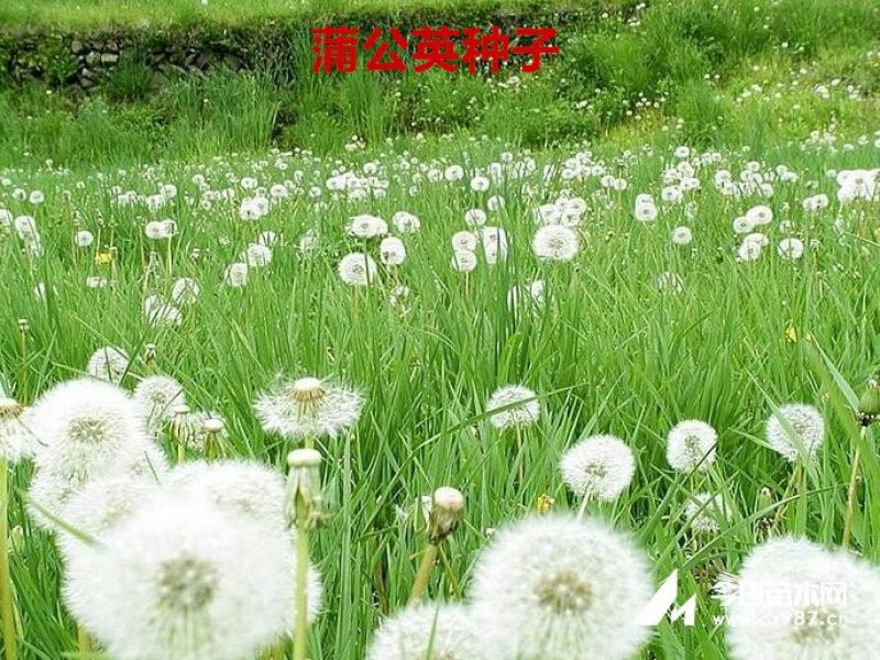 蒲公英种子发芽率98％