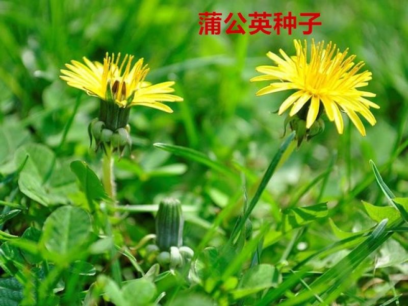蒲公英种子发芽率98％