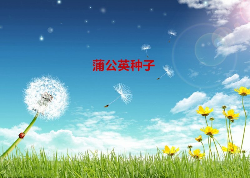 蒲公英种子发芽率98％