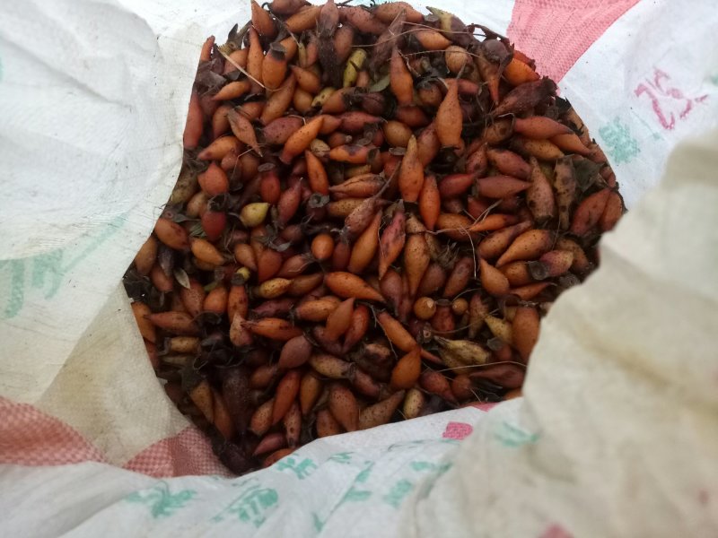 金樱果