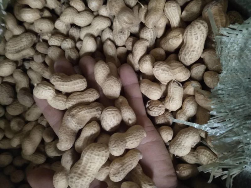 炒花生【天府3号】量大质优天天发货欢迎电话联系支持预订