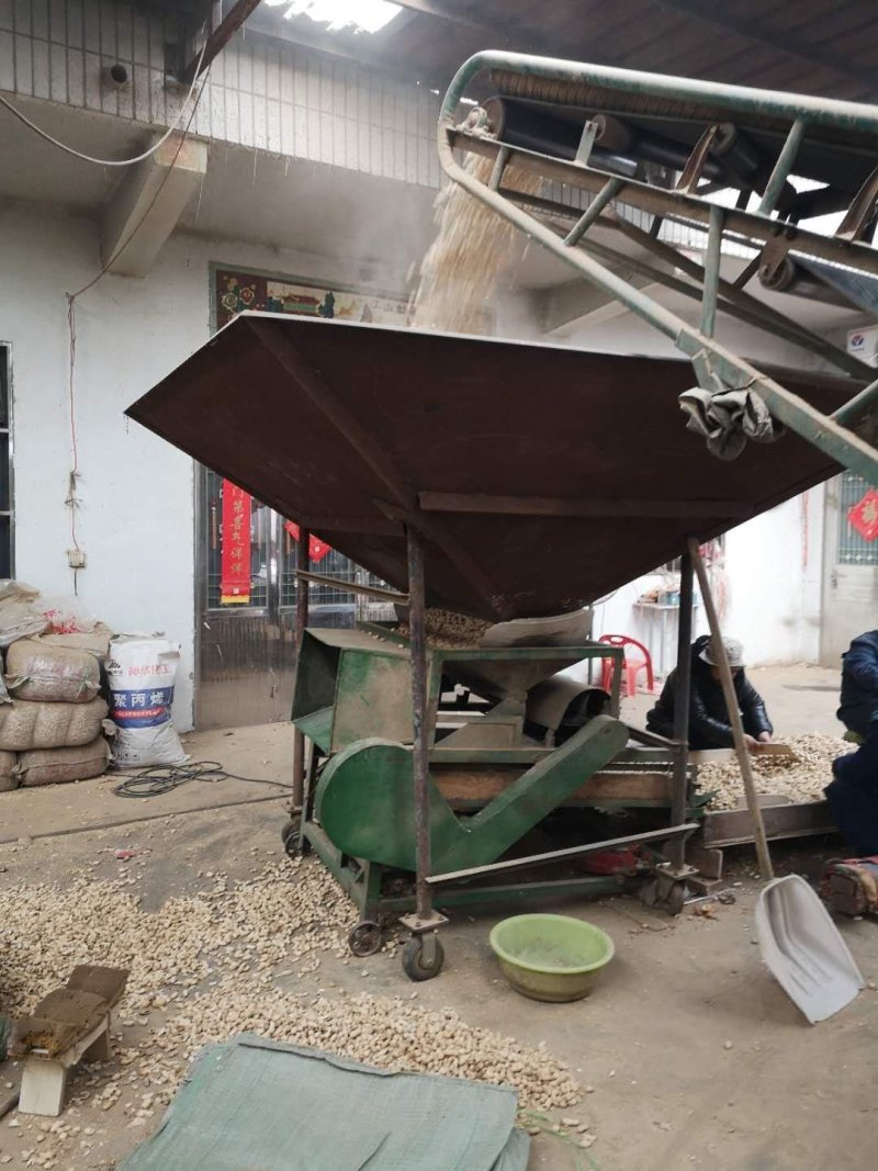 炒花生【天府3号】量大质优天天发货欢迎电话联系支持预订