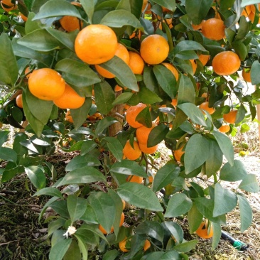 沙糖吉