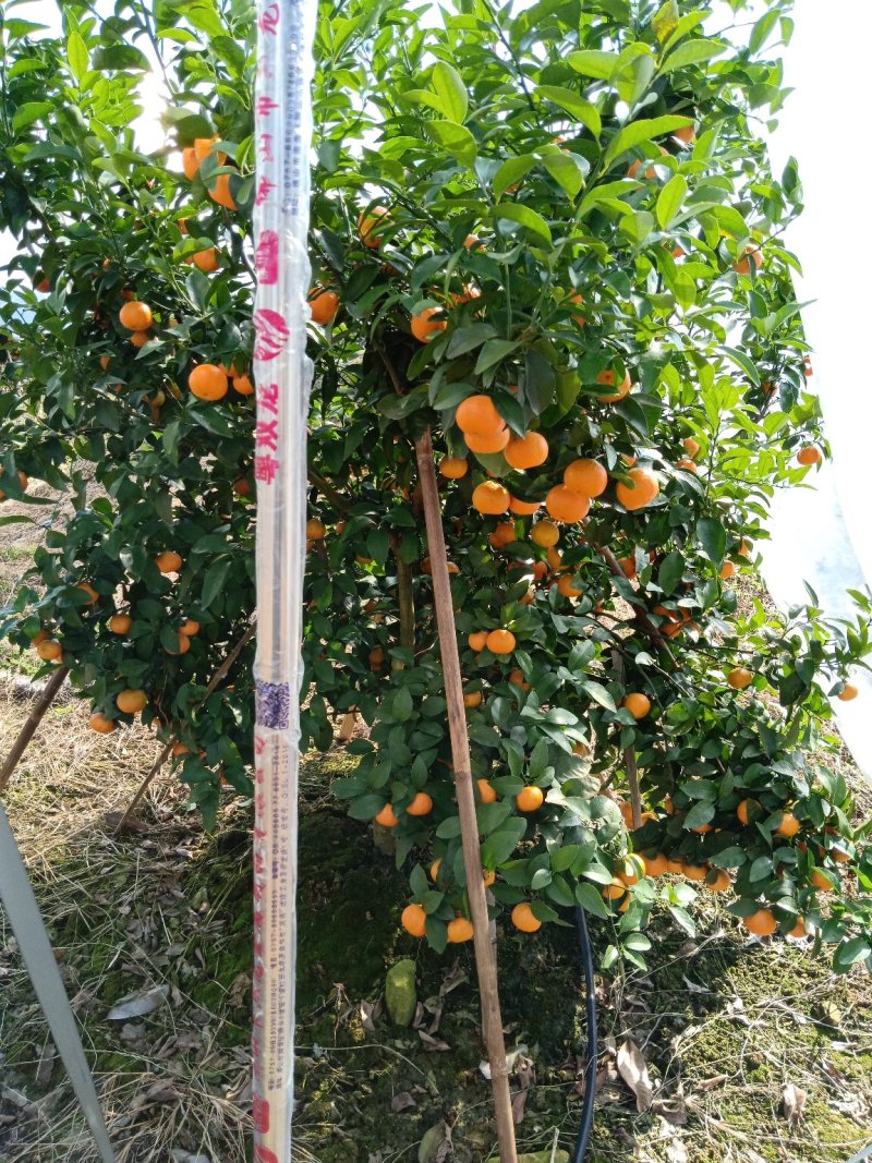 沙糖吉