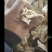 白，花，黄魔芋干片