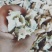 白，花，黄魔芋干片