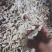 白，花，黄魔芋干片