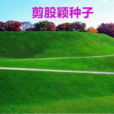 剪股颖种子