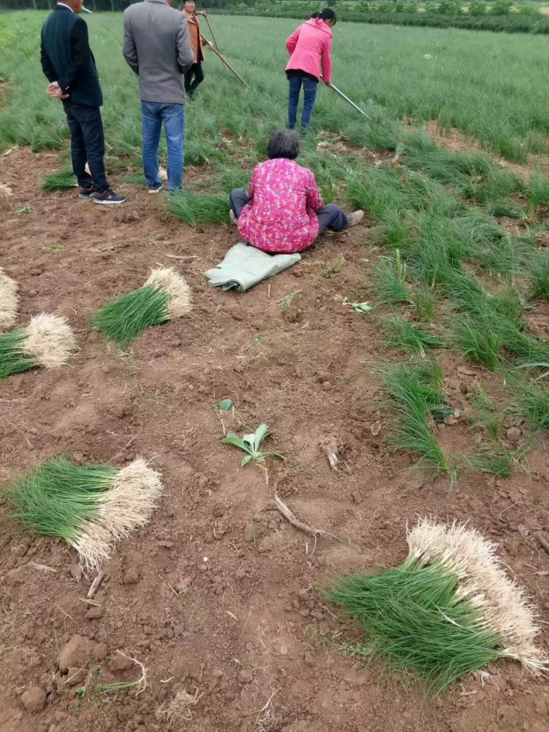 知母苗子，产地直销亳州
