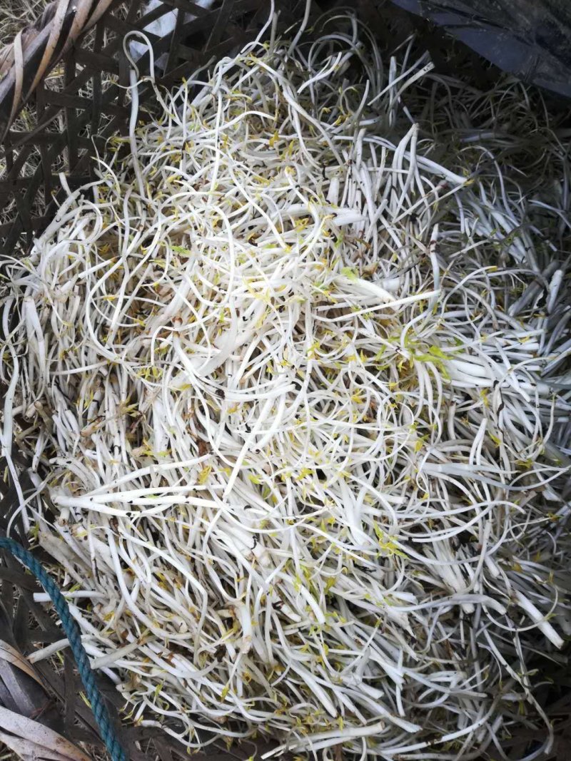 优质香脆可口嫩芹芽