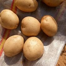 福州小土豆1.5～3两