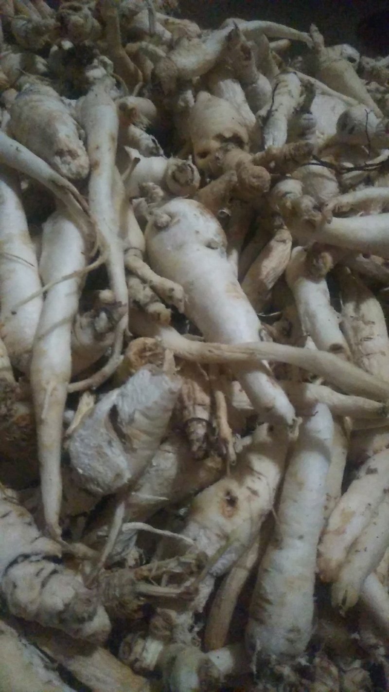 正宗泡参，南沙参，沙参和玉竹最佳清肺，润肺好食材，