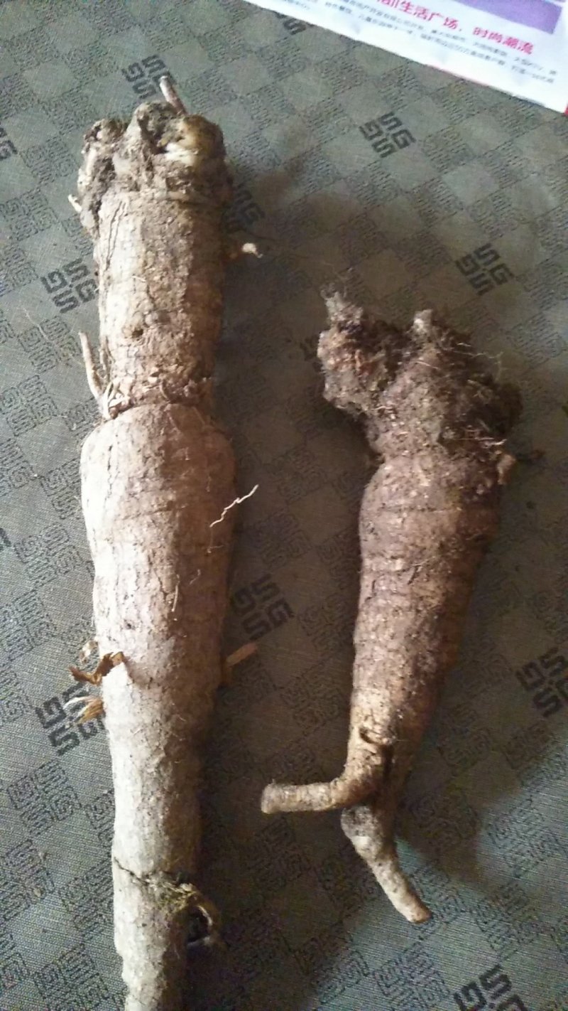 正宗泡参，南沙参，沙参和玉竹最佳清肺，润肺好食材，
