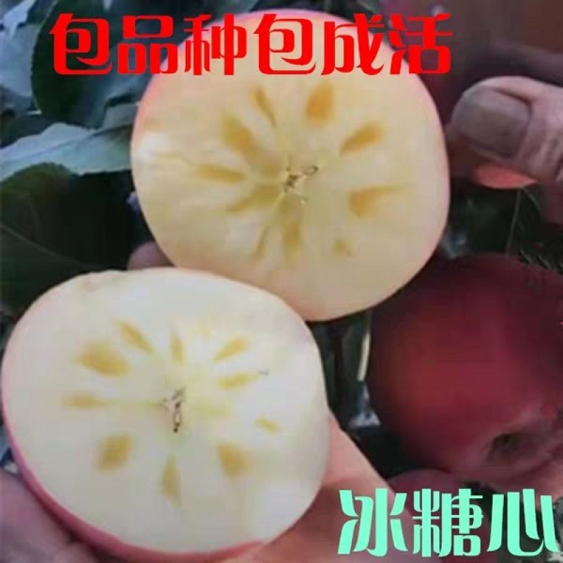 红富士，秦脆，烟富0/3/8/10/15，新2001.