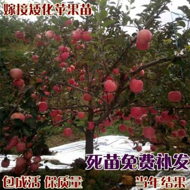 红富士，秦脆，烟富0/3/8/10/15，新2001.