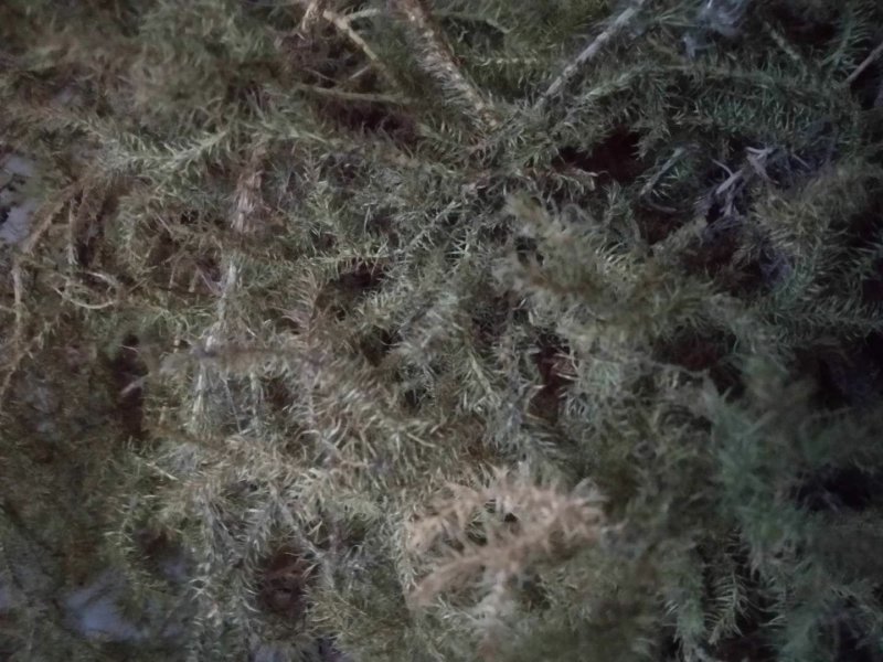 伸筋草。