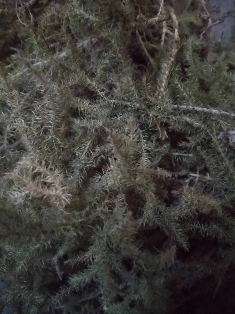 伸筋草。