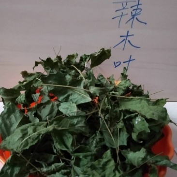辣木叶，印度原种树
