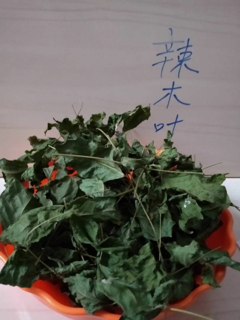 辣木叶，印度原种树