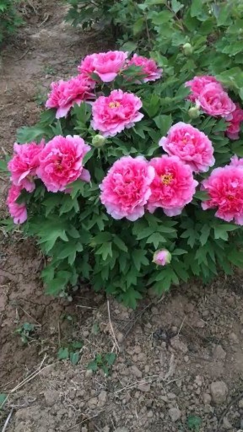 洛阳牡丹八年大苗，带花苞出售！九大色系品种齐全！包成活