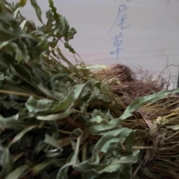 凤尾草