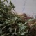 凤尾草