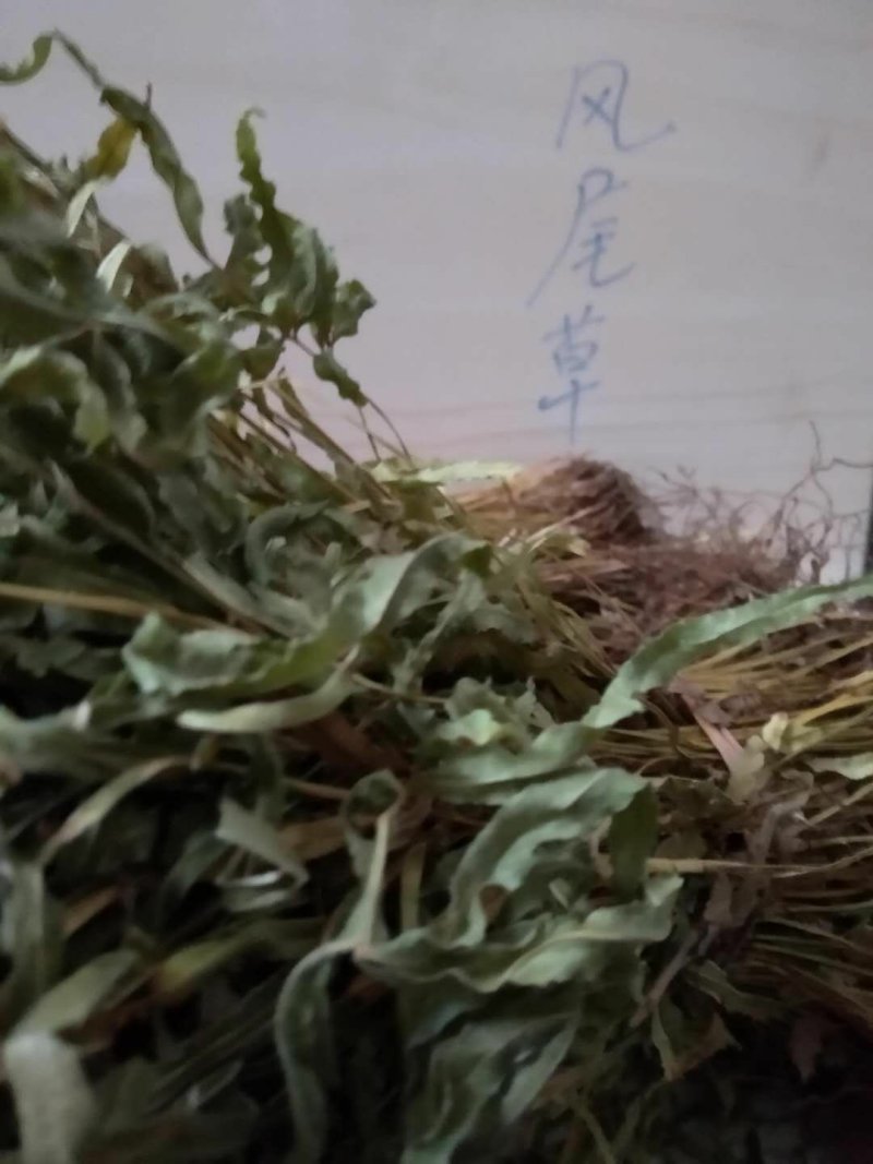 凤尾草