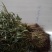 凤尾草