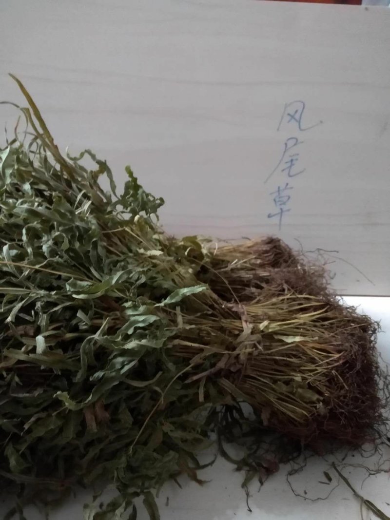 凤尾草
