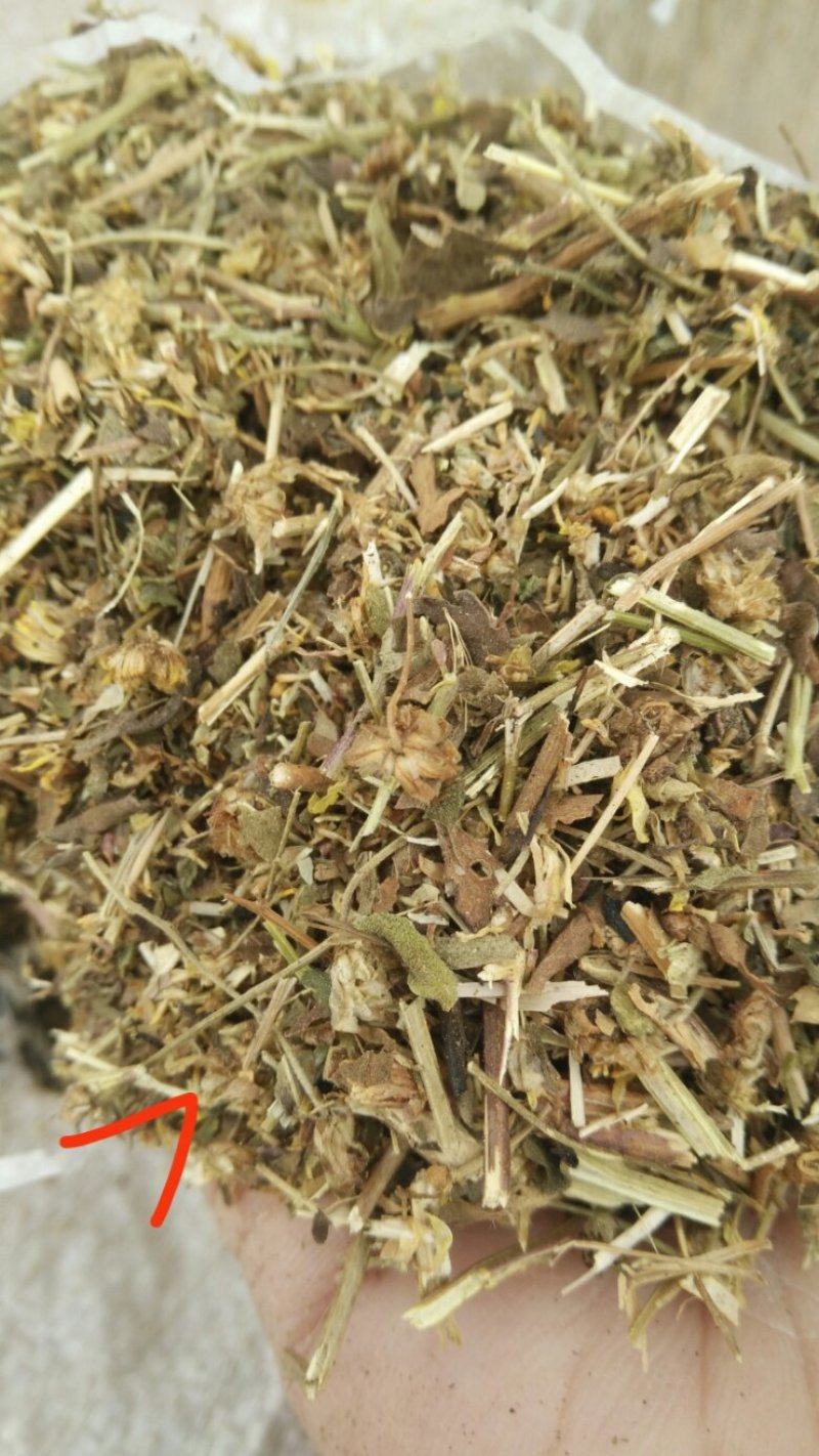 野菊花