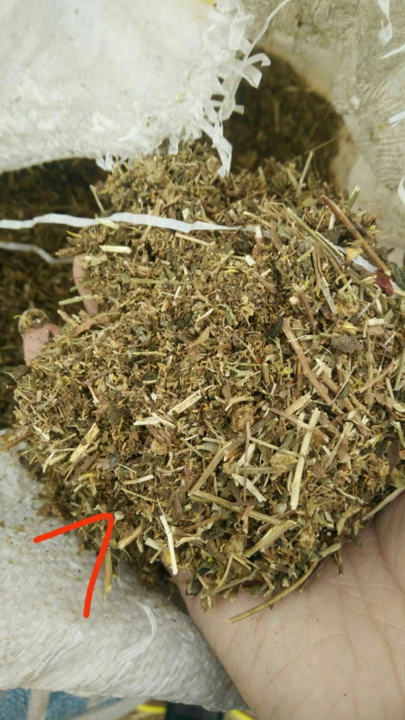 野菊花