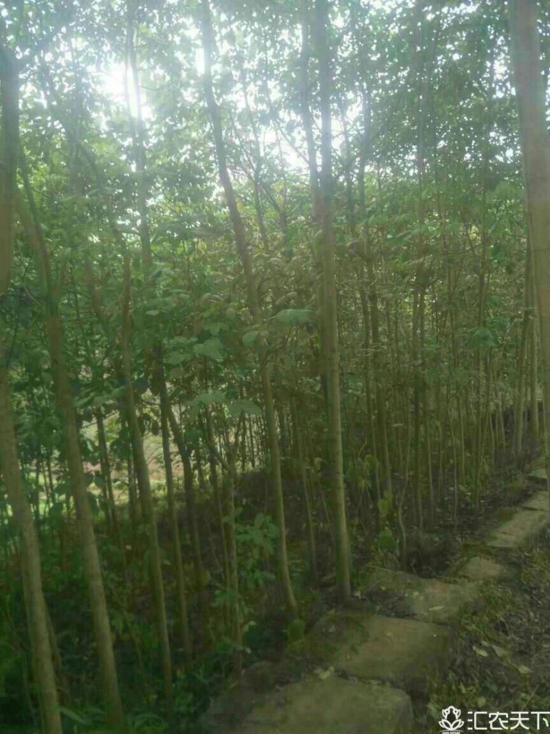 重阳木