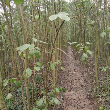 重阳木