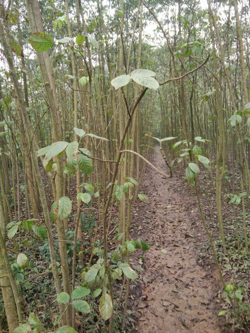 重阳木