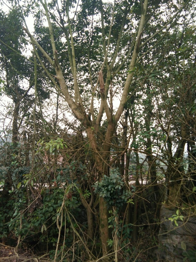 黄葛树