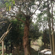 黄葛树