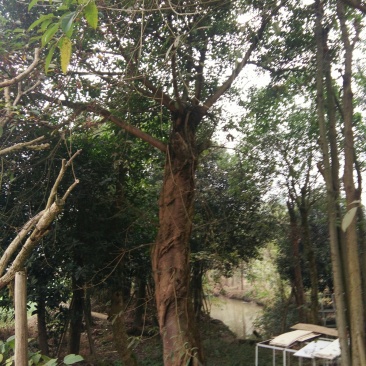 黄葛树