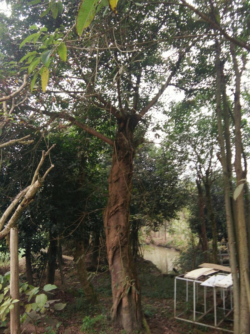 黄葛树