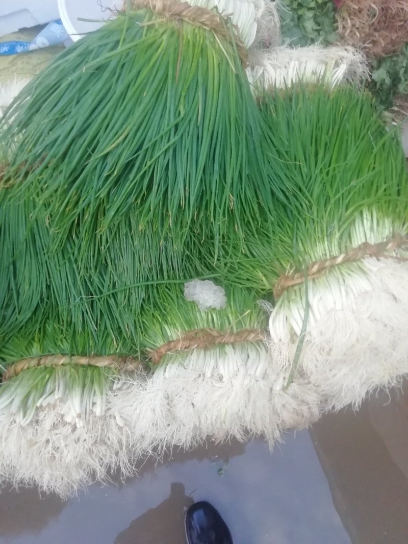 四季小葱