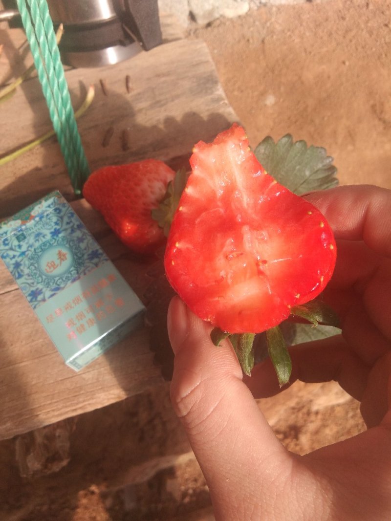 红颜99草莓