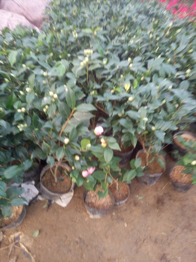 悬崖杜鹃盆景茶花盆景营养钵大30/26