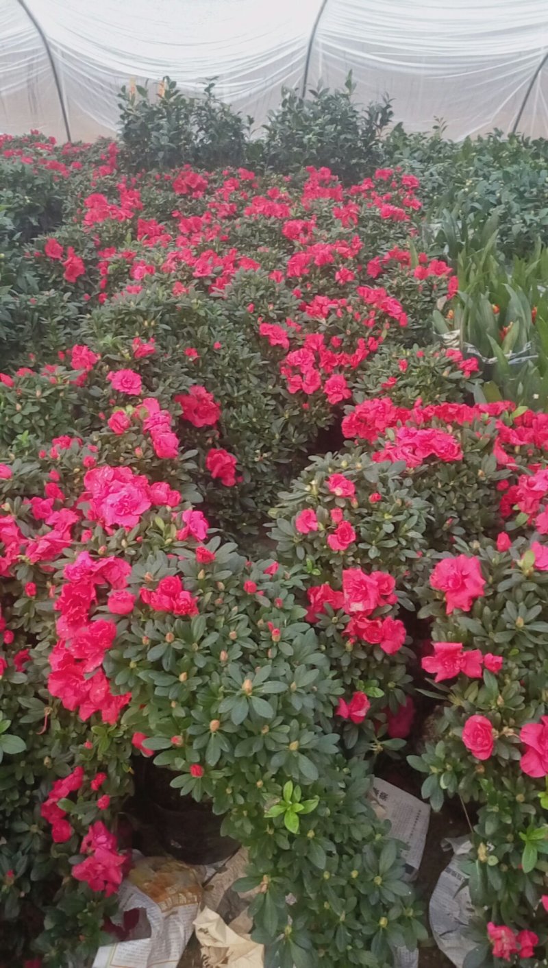 悬崖杜鹃盆景茶花盆景营养钵大30/26