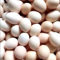 土鸡蛋，粉蛋全国供应山西最好