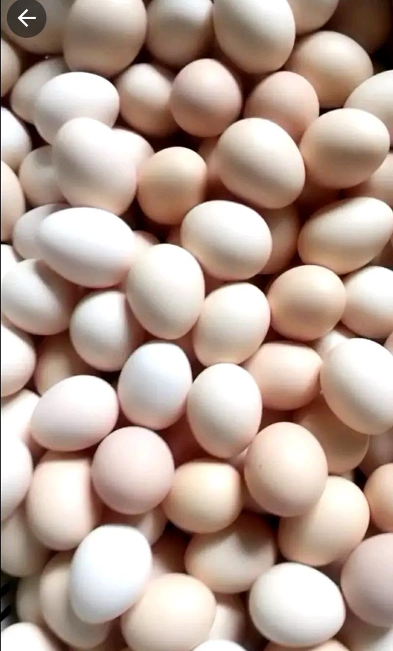 土鸡蛋大量供应