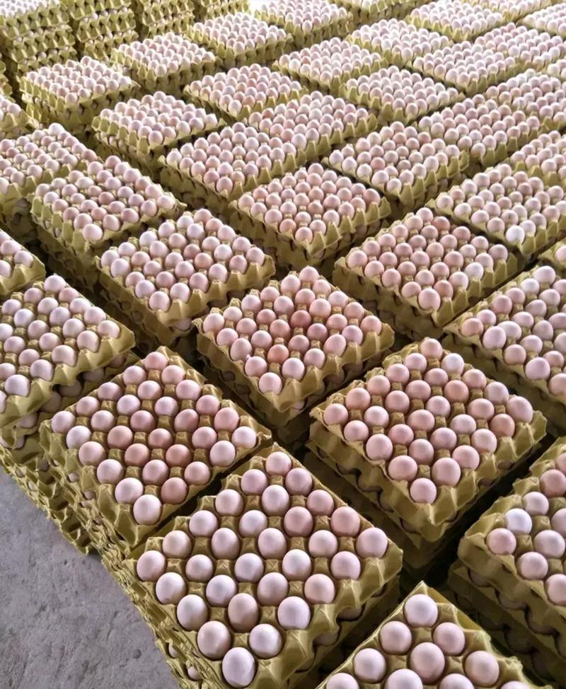 土鸡蛋粉蛋大量供应