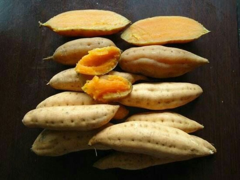 贵州紫云红芯薯，新鲜货