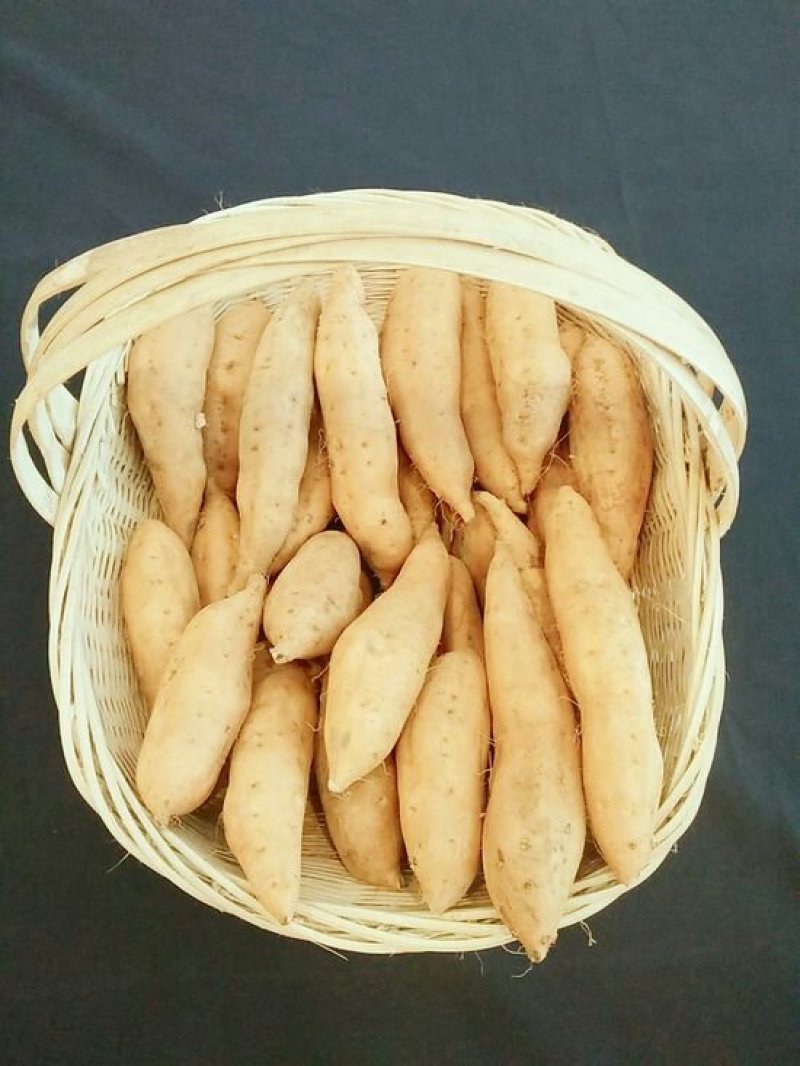 贵州紫云红芯薯，新鲜货