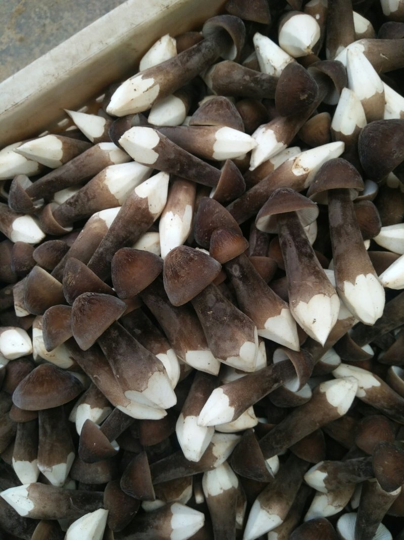黑皮鸡枞菌，北虫草，蛹虫草，虫草花，鲜品，干品，菌种
